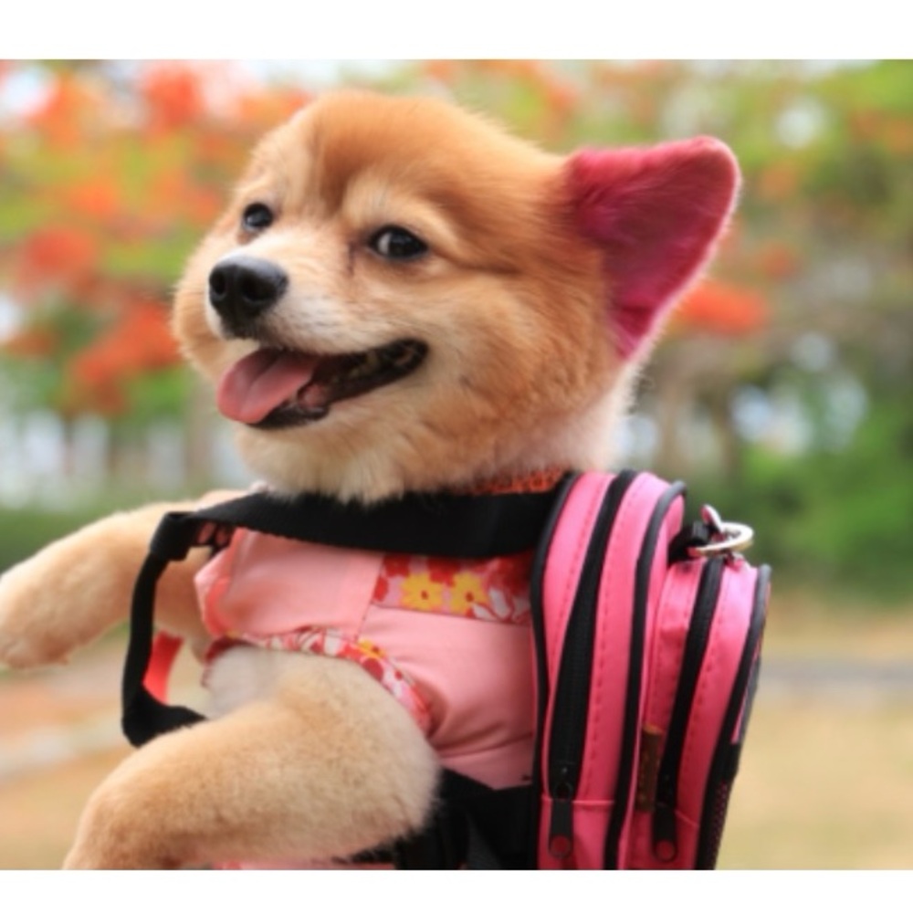 Heart to Tail Pet Backpack NWT for poo bags, treats, kibble, great bag charm